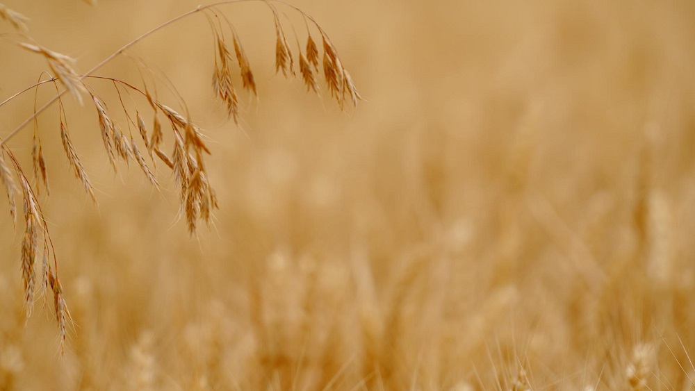 Qual è la differenza tra il grano e le zizzanie?